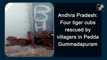 Andhra Pradesh: Four tiger cubs rescued by villagers in Pedda Gummadapuram