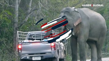 Yoldan geçen her aracı durdurup yiyecek alan filler viral oldu!