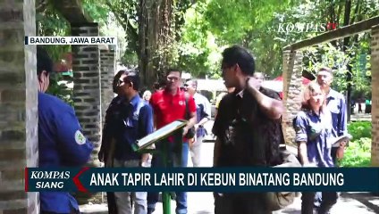 Bayi Tapir Berhasil Dikembangbiakkan di Kebung Binatang Bandung