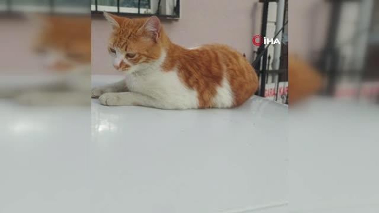 Kameraları görünce poz verip dans eden kedi böyle görüntülendi