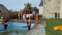 Firefighters use winch to rescue helpless horse which became stuck in a SWIMMING POOL