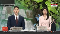 정직원처럼 수습기간도…마약 운반책 대거 덜미