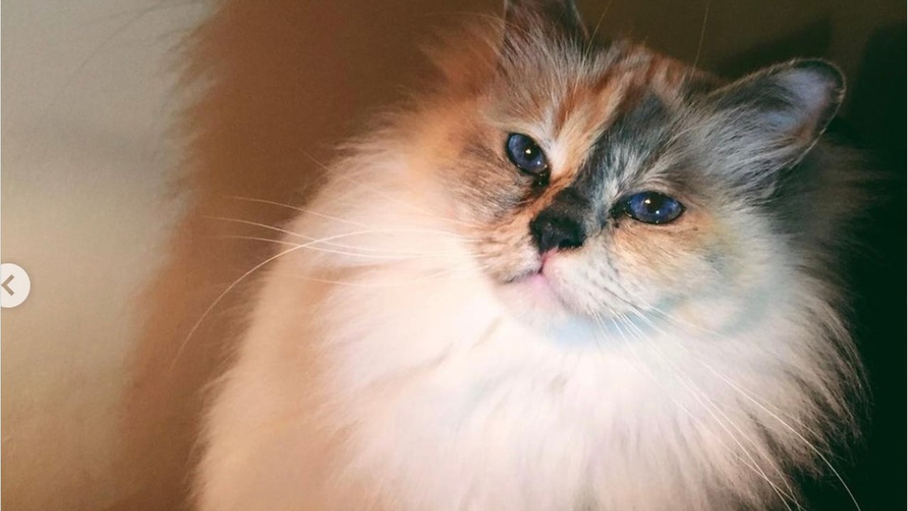 GALA VIDEO - Alizée en deuil, elle partage une mauvaise nouvelle : “Tu me manques déjà”