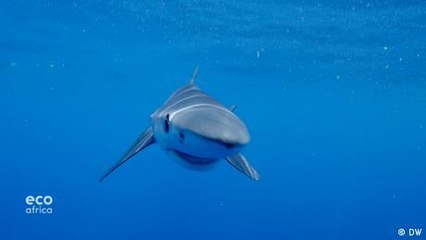 Saving South African sharks scientifically