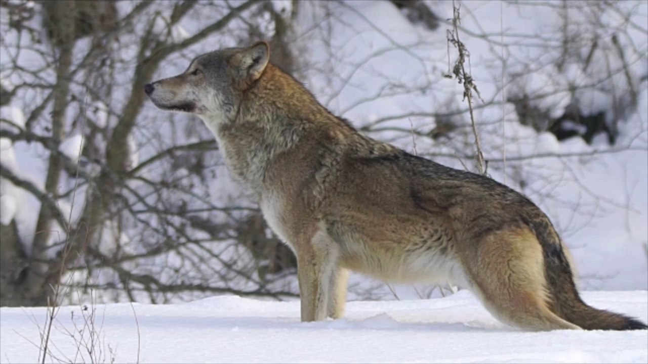 Sachsen: Wölfe töteten Hündin
