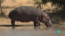 África Salvaje: La charca de los Hipopótamos