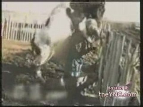 Farmer Gets Humped by Cow