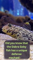 Discover the Unique Defense Mechanism of the Dabra Goby Fish!