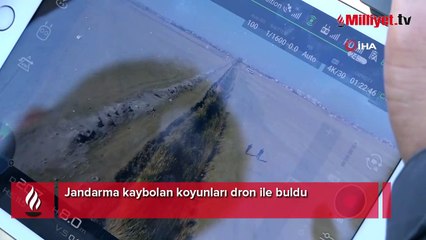Jandarma kaybolan koyunları dron ile buldu