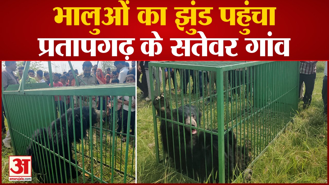 Pratapgarh News: सतेवर गांव के मोछ्हा नहर के पास मैदान में देखे गए भालू, ग्रामीण भारी संख्या पहुंचे