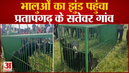 Pratapgarh News: सतेवर गांव के मोछ्हा नहर के पास मैदान में देखे गए भालू, ग्रामीण भारी संख्या पहुंचे