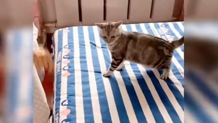 Baby Cat - Cute Cat Funny Video  Beautiful Animal #funnyvideo #funnyanimal #chhotuawasthi