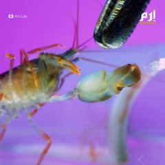 الروبيان المسدس.. ما لا تعرفه عن المخلوق الأقوى صوتاً والأكثر خطورة على وجه الأرض