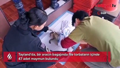 Aracın bagajında onlarca kaçak maymun bulundu