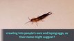 The Truth About Earwigs : They're Not Interested in Your Ears!