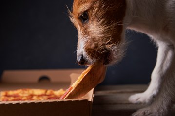 How to keep your dog Happy and Healthy