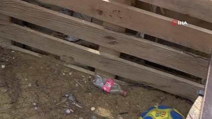 Manavgat'ta çam kese böceği istilası! Sürüler halinde binalara girip vatandaşın uykularını kaçırıyorlar