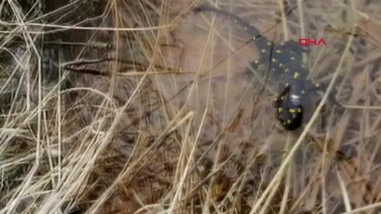 ELAZIĞ'DA BENEKLİ SEMENDER GÖRÜNTÜLENDİ
