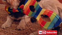 Funny Animals video 2022 - Funiest Cats and Dogs video - bunbun Animlas -Best Funny Dogs #funnycats