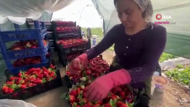Çilek hasadı devam ediyor! 45 gün beklenip 6 ay hasat yapılıyor