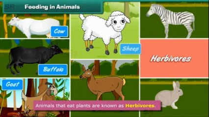 class-5-science-animal-life-style