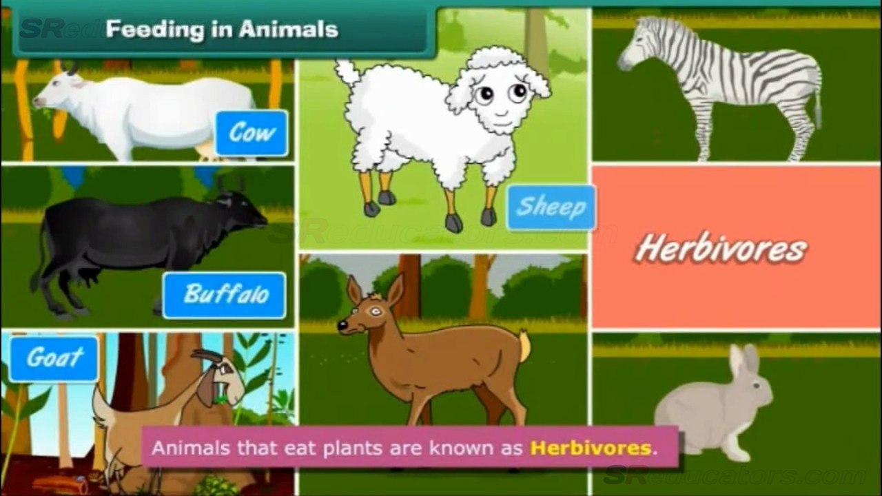 class-5-science-animal-life-style