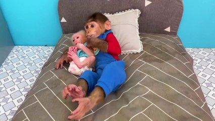 Bu Bu take baby monkey Su to harvest ripe watermelon