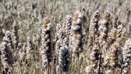 बेमौसम बारिश ने फिर से किसानों पर ढाया कहर