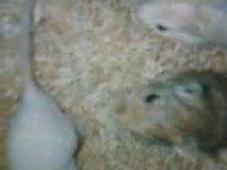 VID011