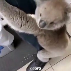 Coala entra em posto de gasolina e interage com funcionários: "Nova funcionária"