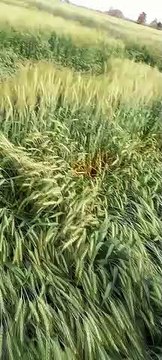 आंधी और बर्फबारी के कारण खेत में खड़ी फसल चौपट