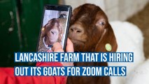 Bored of your usual zoom calls?  Why not hire a goat to join in