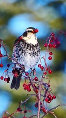 Bird eating fruit