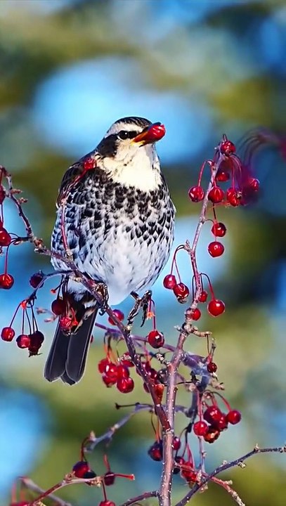 Bird eating fruit