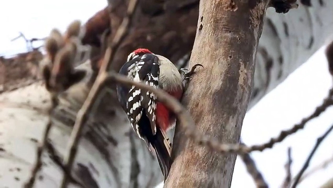 Birds Seeker
