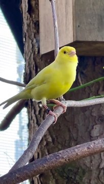 Kanarienvogel Singende Vogelschönheit | Canary Bird Singing bird beauty | Canaris Chantant la beauté des oiseaux | Canario pájaro cantando la belleza del pájaro | Canarische vogel Zingende vogelschoonheid I Canary Bird Syngende fugl skønhed