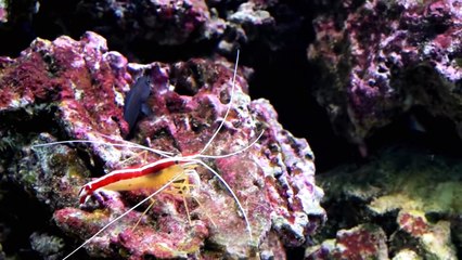 5 Mysterious Creatures You Wouldn't Believe If They Weren't Recorded