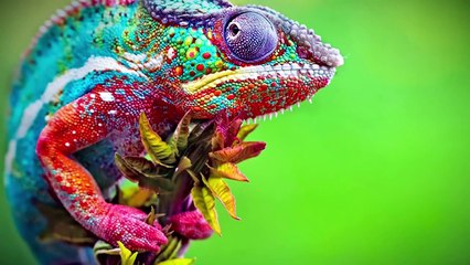 10 Outrageous Animals With Real Superpowers