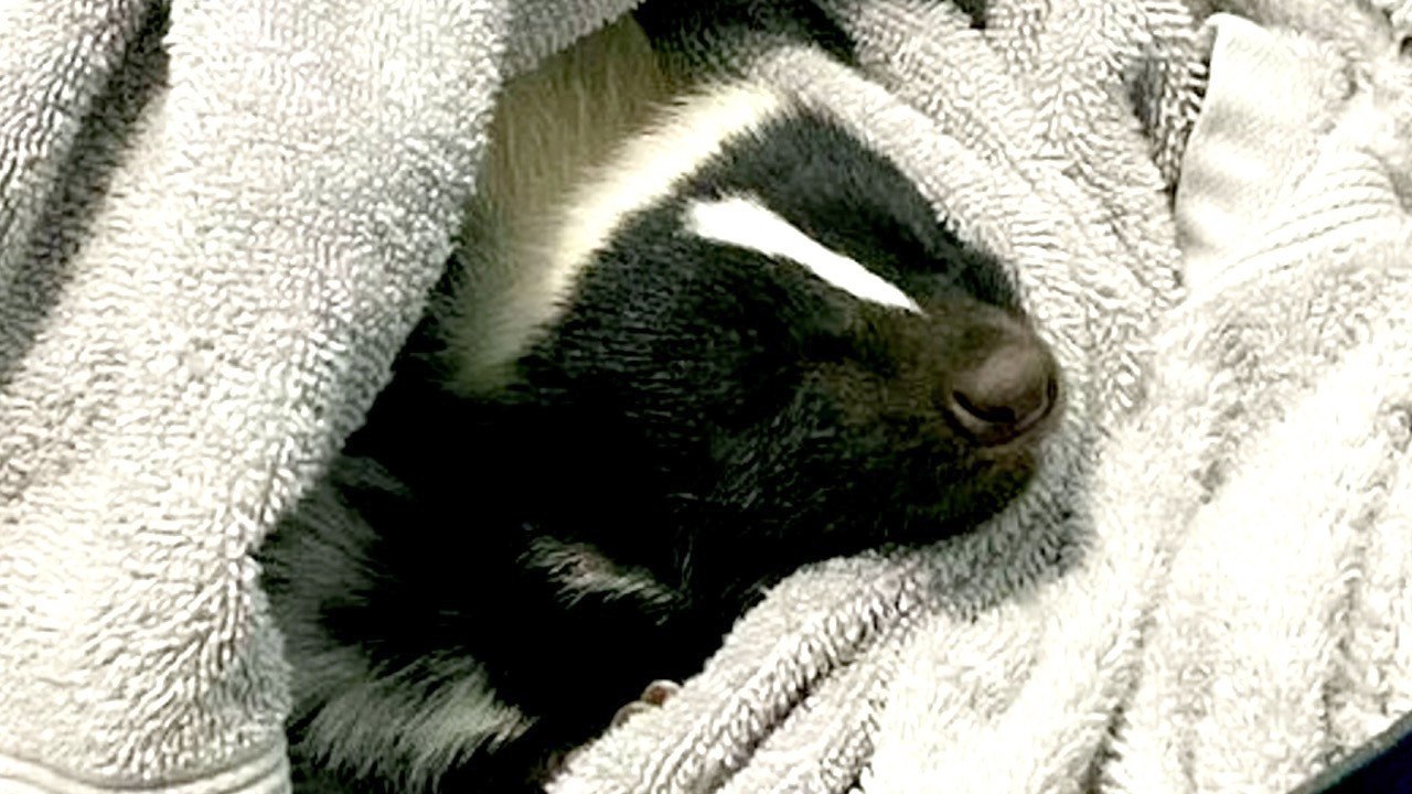Meet the Skunk That Performs Tricks Like a Dog