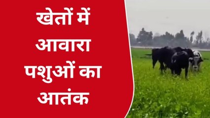 बिजनौर: किसानों की लहलहाती फसलों को बर्बाद कर रहे आवारा पशु