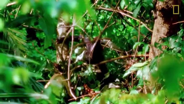 JANE (Disney+) : le documentaire émouvant sur la vie de Jane Goodall