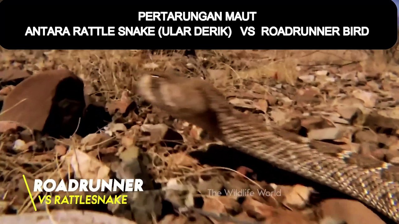 RATTLESNAKE VS ROADRUNNER video Dailymotion