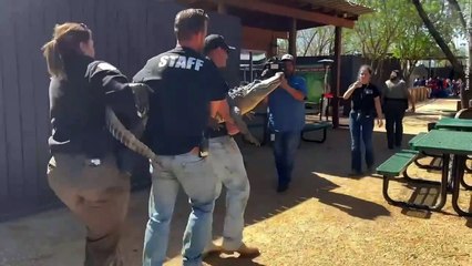 Alligator allegedly stolen from Texas zoo as an egg or hatchling has been returned 20 years later