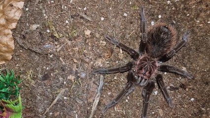 Local man’s collection of 200 tarantulas have helped his bipolar disorder