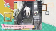 ¡Chuza en escaleras eléctricas!