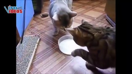 Funny Cats Compilation 2023 || funny cats compilation 7 Minutes