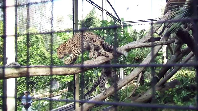 This Specific Leopard Species is in Jeopardy! What Zookeepers Are Doing to Help