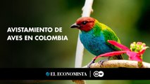 Avistamiento de aves en Colombia, un tesoro natural permanece vedado a los amantes de los pájaros.