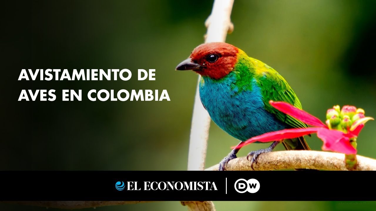 Avistamiento de aves en Colombia, un tesoro natural permanece vedado a los amantes de los pájaros.