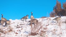 SONY 4K HDR TV Video - Winter Playful Geese & Ducks Frolicking iIn The Sun - Daily Nature Videos - Proxy TV version
